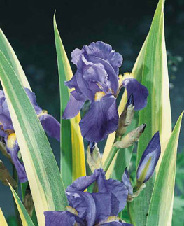 Iris - pallida Albo Variegata (Syn. Argentea Variegata)